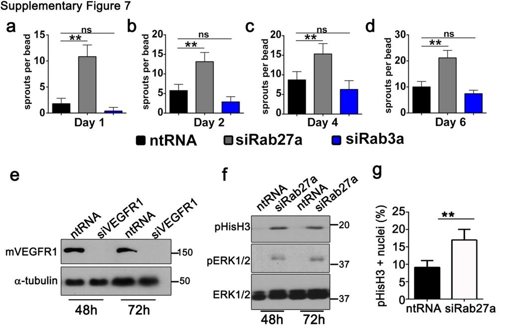 Supplementary Figure 7 (linked to Figures 6 and 7). Rab27a negatively regulates angiogenesis and increases HUVEC proliferation.