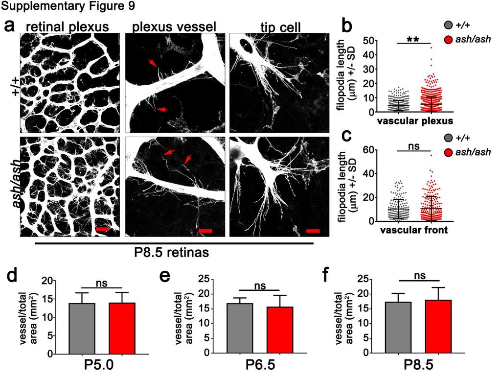 Supplementary Figure 9 (linked to Figure 8). Retinal vessels from ash/ash mice have longer plexus filopodia and model for regulation of mvegfr1 stability.