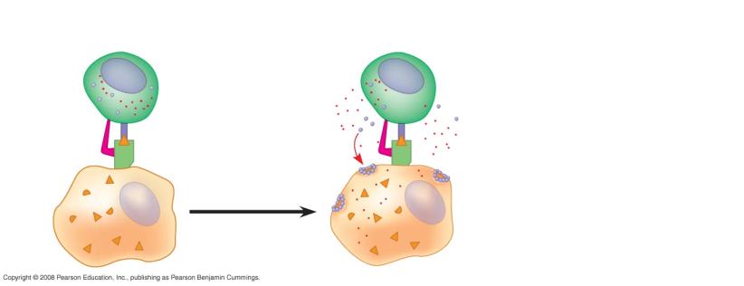 Cytotoxic T s Active Cytotoxic T s Activated helper T s secrete cytokines that stimulate other lymphocytes Defend against intraular pathogens Animation: Helper T Cells Fig.
