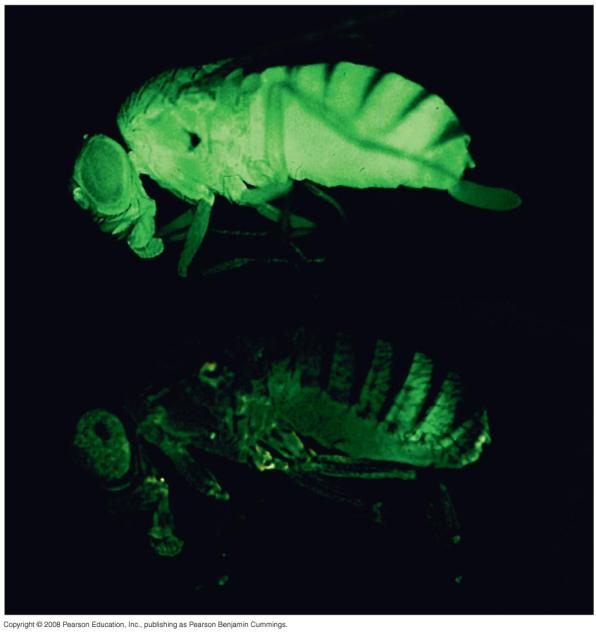 immune defenses Innate Immunity of Invertebrates In insects, an exoskeleton made of chitin forms the first barrier to pathogens The digestive system is protected by low ph and lysozyme, an enzyme