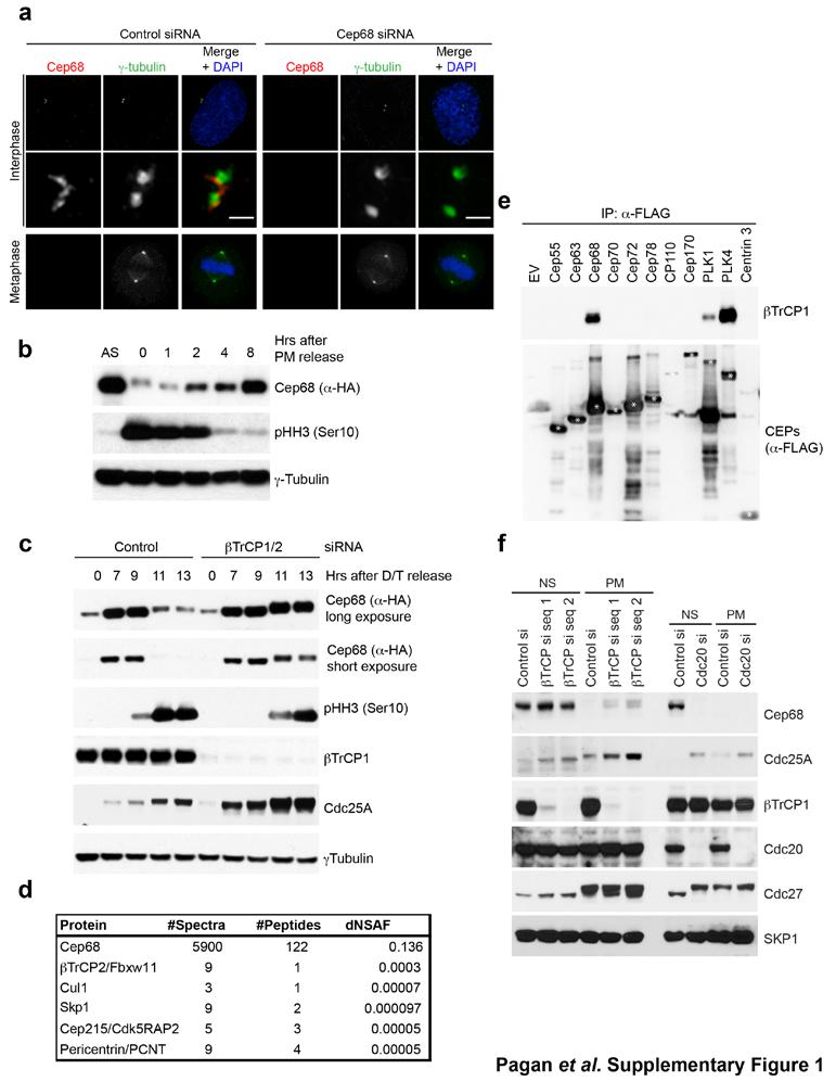 DOI: 10.1038/ncb3076 Supplementary Figure 1 btrcp targets Cep68 for degradation during mitosis. a) Cep68 immunofluorescence in interphase and metaphase.