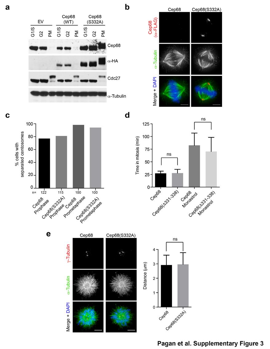 Supplementary Figure 3 Cep68 degradation does not promote centrosome separation and bipolar spindle assembly. a) HA-Cep68 is expressed at near to physiological levels.