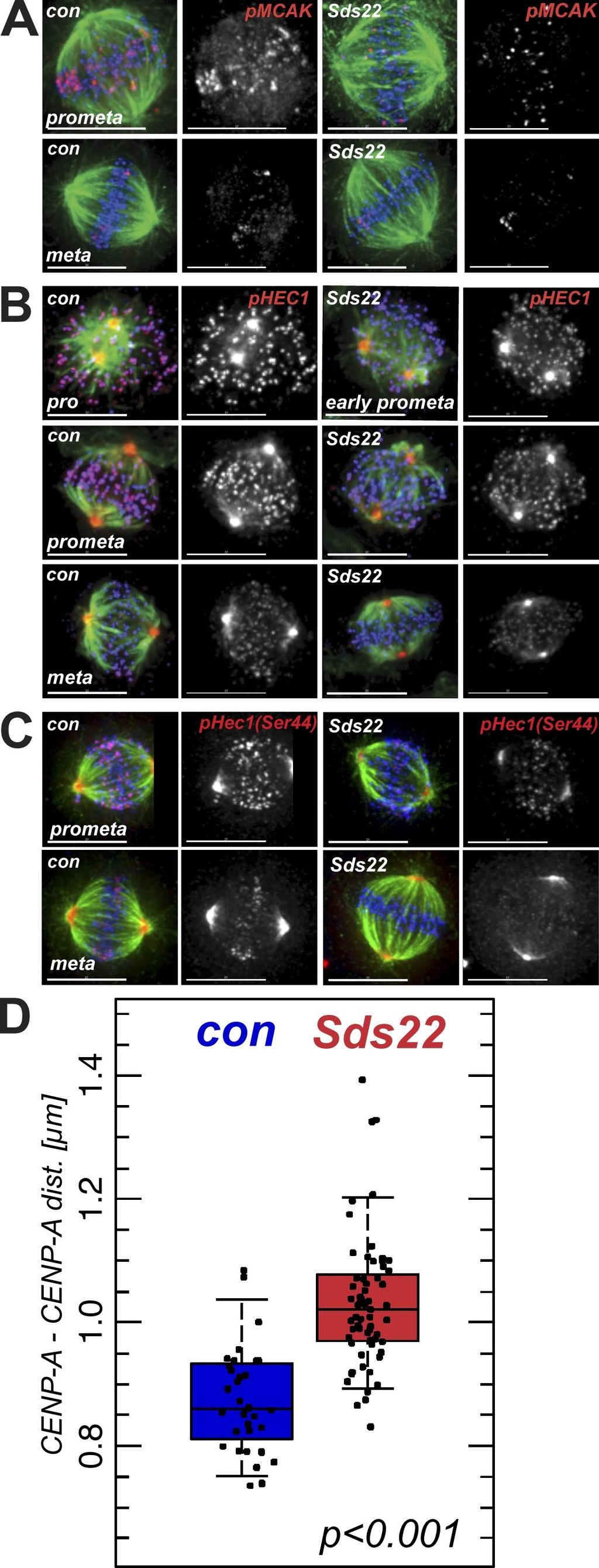 Figure S5. Effects of Sds22 depletion on aurora B substrates and interkinetochore distances.