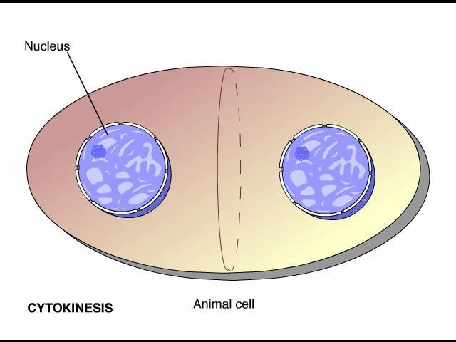 In plant cells, cytokinesis occurs as 1. a cell plate forms in the middle 2.