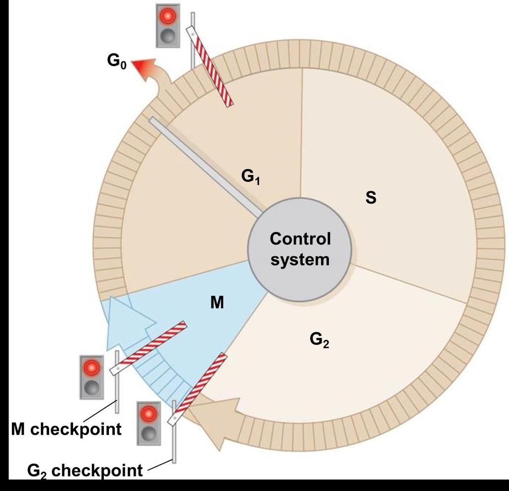Checkpoints of the Cell Cycle Control System The cell cycle control system triggers and coordinates key events in the cell