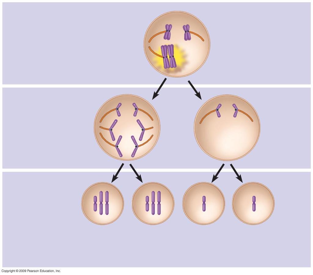 Nondisjunction in meiosis I Normal meiosis II