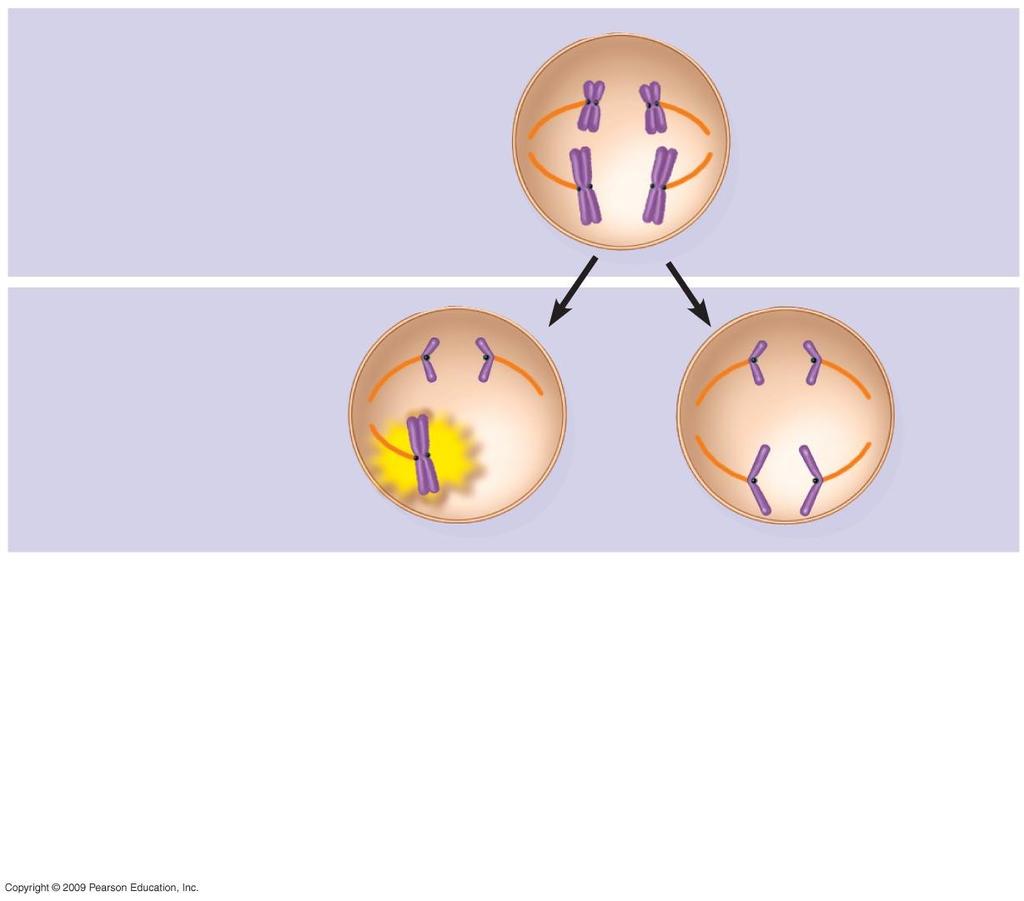 Normal meiosis I