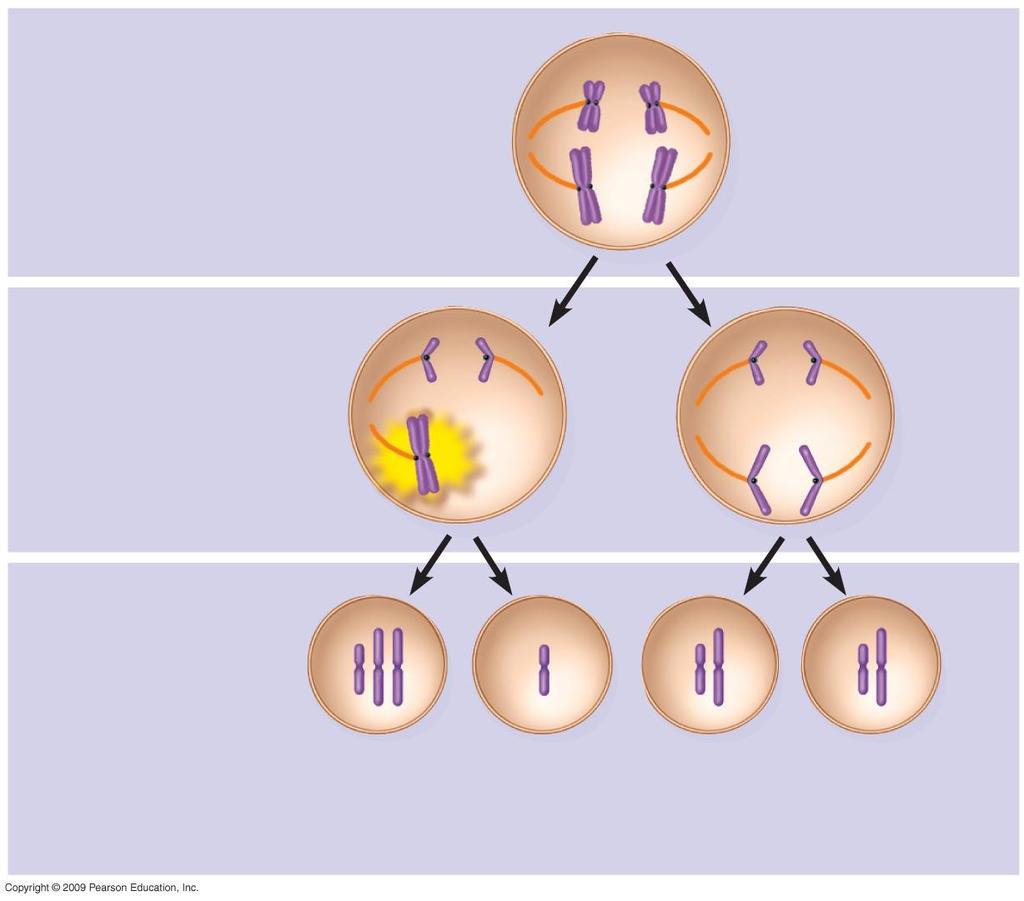 Normal meiosis I Nondisjunction in meiosis