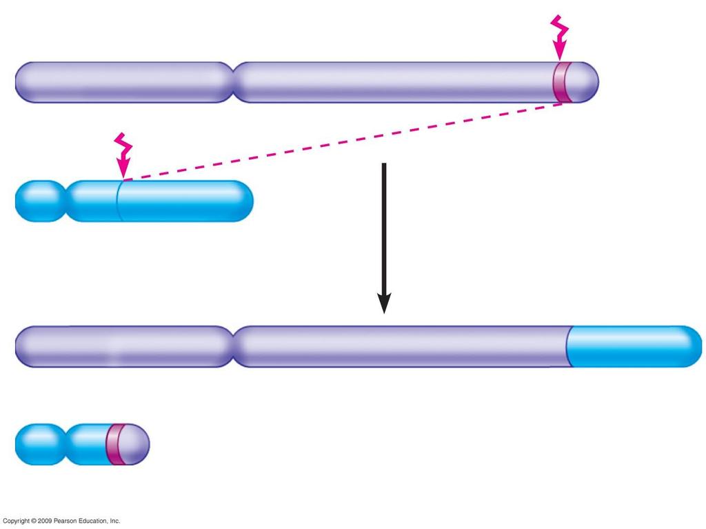 Chromosome 9 Chromosome 22 Reciprocal translocation