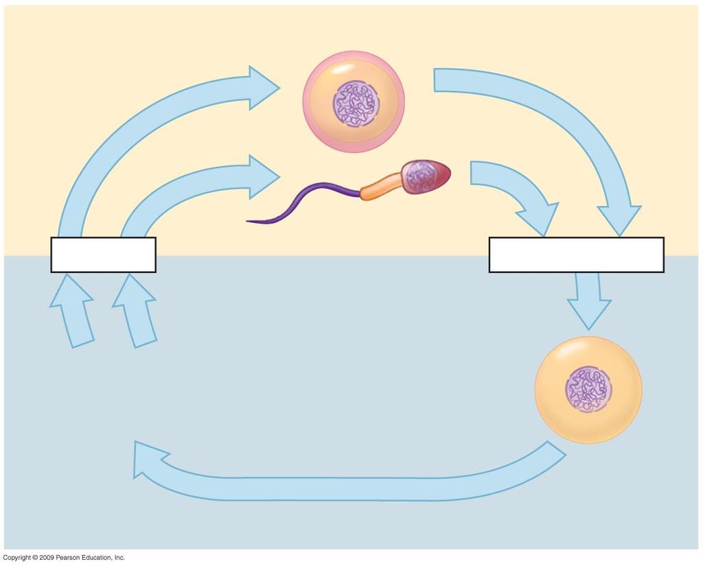Haploid gametes (n = 23) n Egg cell Meiosis n Sperm cell Fertilization