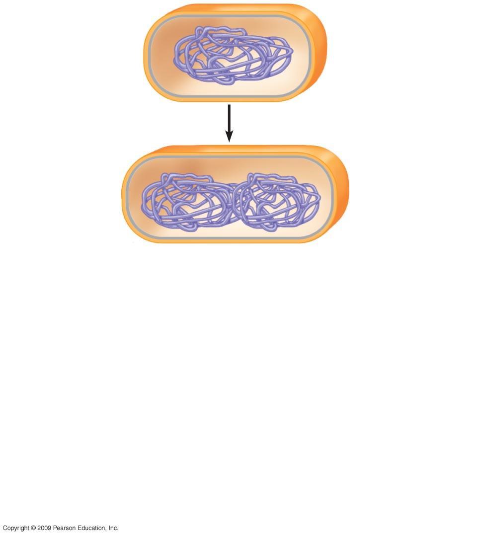 Prokaryotic chromosome Plasma membrane Cell wall 1