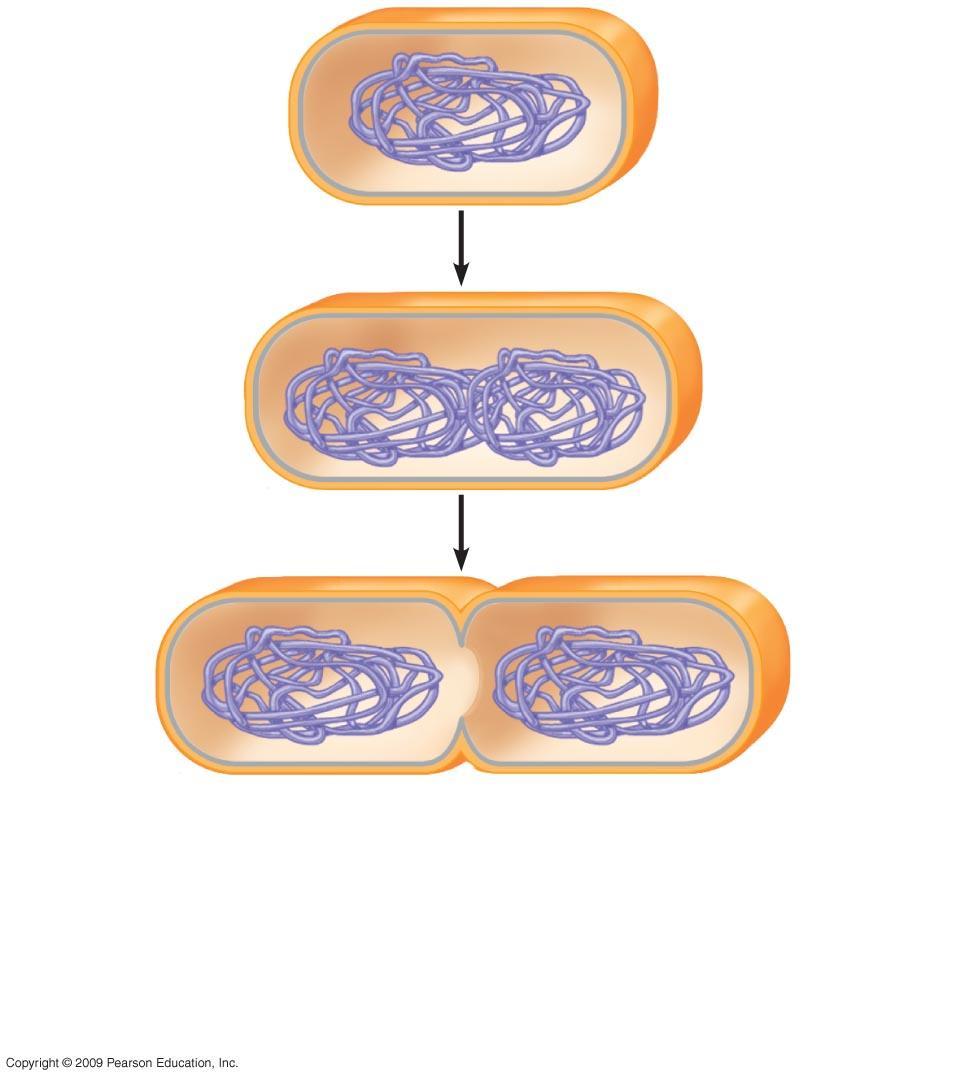 Prokaryotic chromosome Plasma membrane Cell wall 1 Duplication of chromosome
