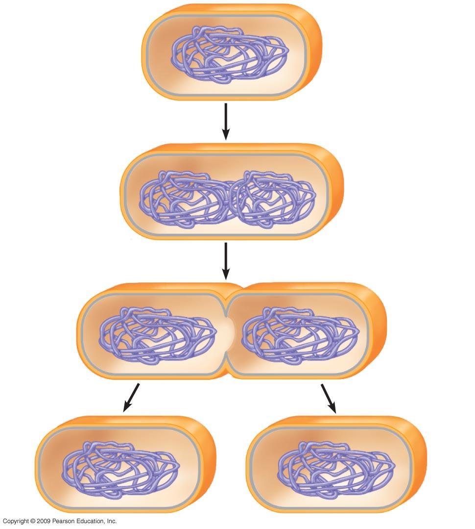 Prokaryotic chromosome Plasma membrane Cell wall 1 Duplication of chromosome and separation of