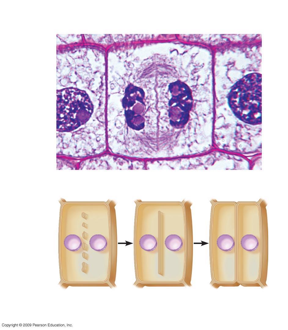 Wall of parent cell Cell plate forming Daughter nucleus Cell wall New