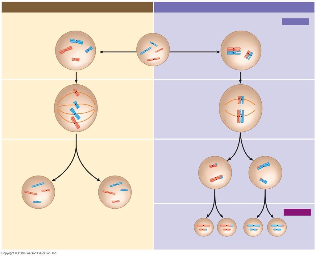 MITOSIS MEIOSIS Parent cell (before chromosome duplication) Site of crossing over MEIOSIS I Prophase Duplicated chromosome (two sister chromatids) Chromosome duplication 2n = 4 Chromosome duplication