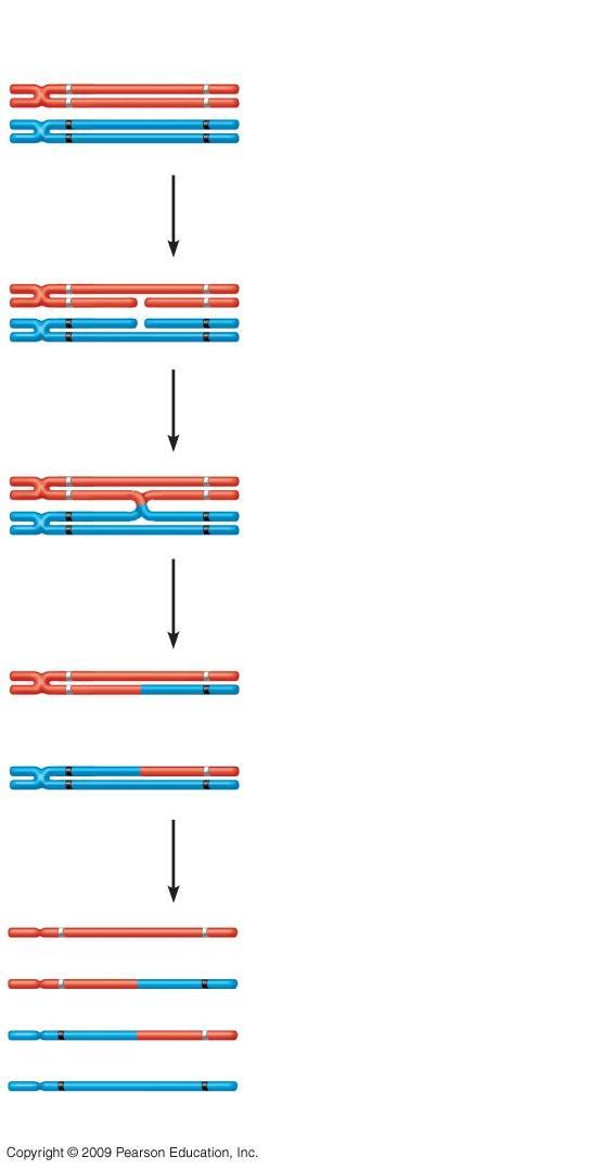 Coat-color genes C c Eye-color genes E e Tetrad (homologous pair of chromosomes in synapsis) 1 Breakage of homologous chromatids C E c e 2 Joining of homologous chromatids C c E e Chiasma C C 3