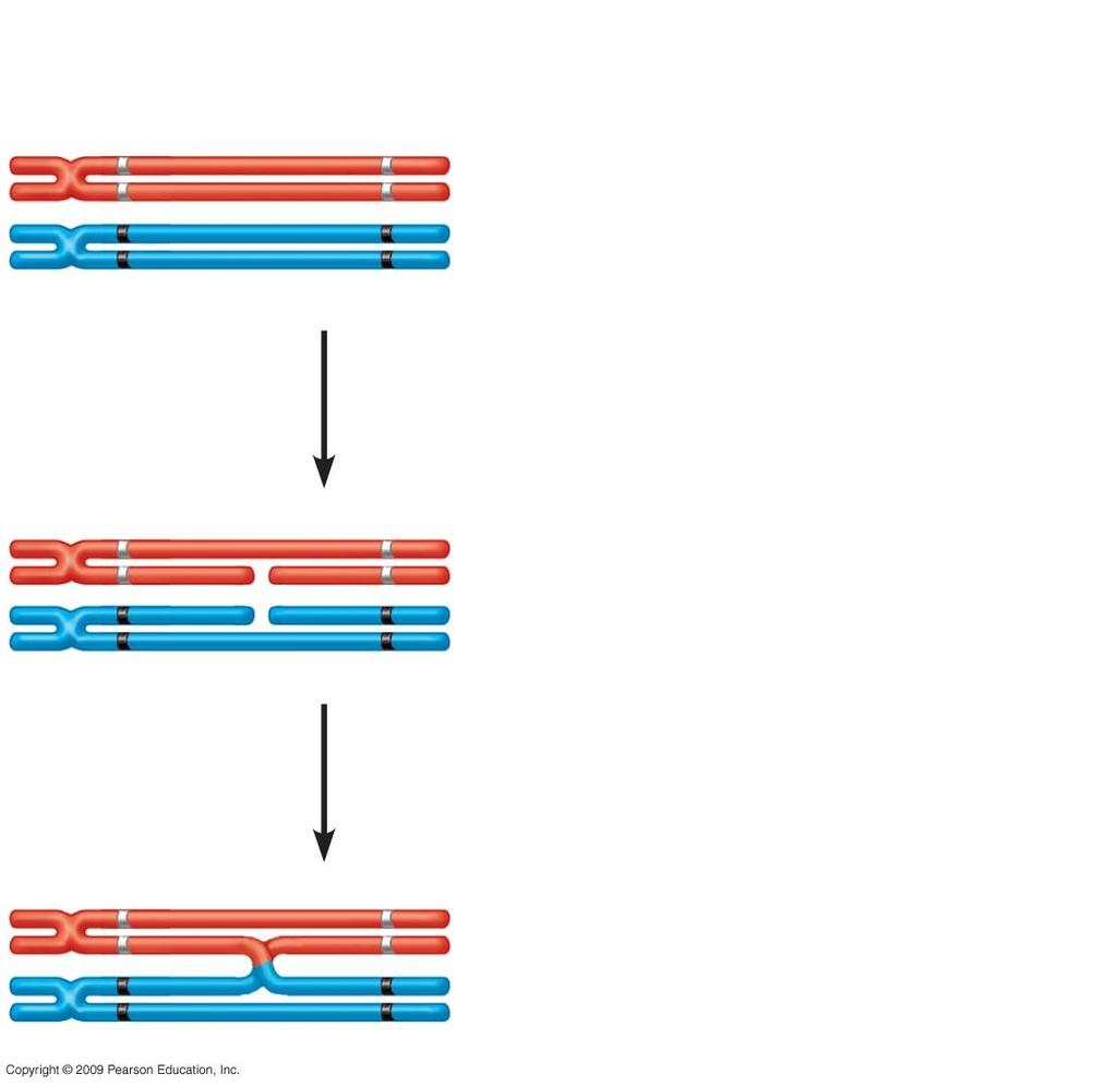 Coat-color genes C c Eye-color genes E e Tetrad (homologous pair of chromosomes in synapsis)