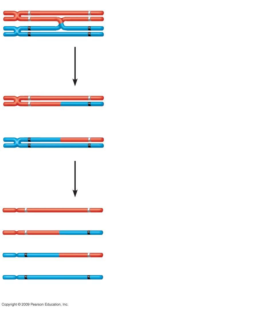 C c E e Chiasma C C c 3 Separation of homologous chromosomes at anaphase I E e E c c c C C 4 e Separation of chromatids at anaphase II and completion