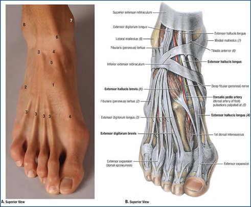 Ankle Anatomy-