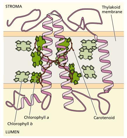 Many Antenna Complexes Have a Common Structural Motif The antenna complex is a transmembrane pigment protein, with three helical regions that cross the nonpolar part of the membrane.