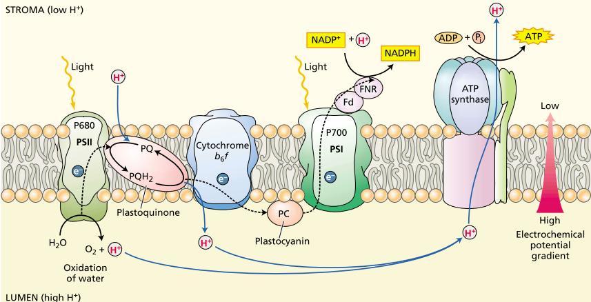 MECHANISMS OF ELECTRON TRANSPORT Almost all the chemical processes that make up the light reactions of photosynthesis are carried out by four major protein complexes: 1. Photosystem II 2.