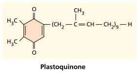 Pheophytin and Two Quinones Accept Electrons from Photosystem II The plastoquinone consists of a quinoid head and a long non-polar tail that anchors it in the