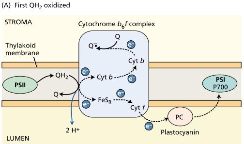 Electron Flow through the Cytochrome b 6 f Complex Also Transports Protons The noncyclic or linear processes: 1.