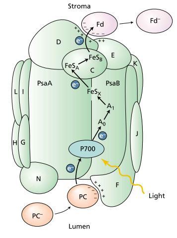 The Photosystem I Reaction Center Reduces NADP + The PSI reaction center complex is a large multisubunit complex Components of the PSI reaction center are organized around two major proteins, PsaA