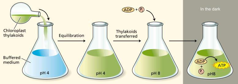 PROTON TRANSPORT AND ATP SYNTHESIS IN THE CHLOROPLAST
