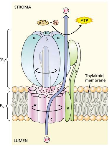 PROTON TRANSPORT AND ATP SYNTHESIS IN THE CHLOROPLAST The ATP is synthesized by a large (400 kda) enzyme complex known by several names: ATP synthase, ATPase (after the reverse reaction of ATP