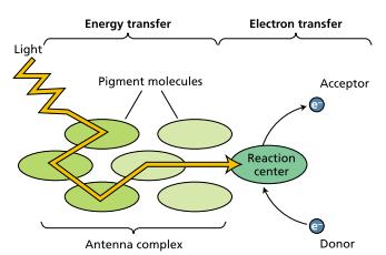 Photosynthesis Takes Place in Complexes Containing Light-Harvesting Antennas and Photochemical Reaction Centers Many pigments together serve as an antenna, collecting light and transferring its