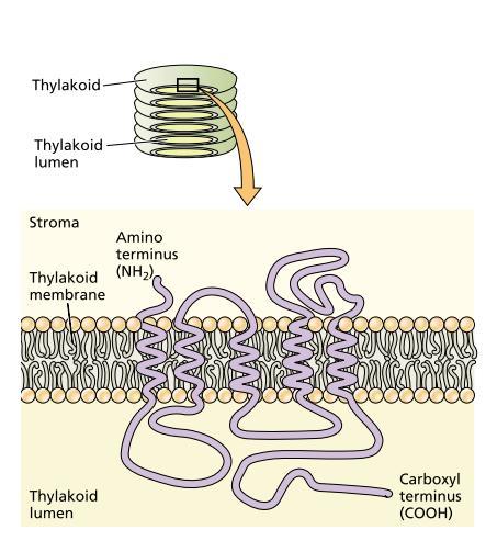 Thylakoids Contain Integral Membrane Proteins The chlorophylls and accessory light-gathering pigments in the thylakoid membrane are always associated in a non-covalent but highly specific way with