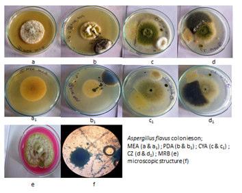 Greenish colonies appeared on PDA medium; Colonies on CYA were yellow at the centre with white mycelia at the edge; conidia were rough; lacked exudates and soluble pigments. Reverse colour was straw.