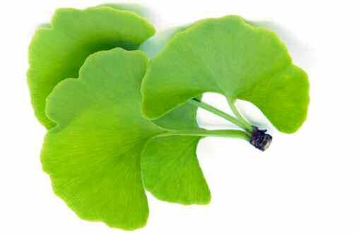 Gingko Biloba and Dementia Historically, few herbs have been as widely researched and used therapeutically as ginkgo biloba.