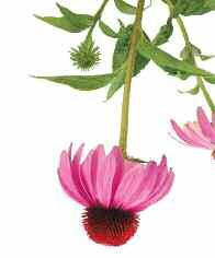 Our organic Echinacea teas deliver potent active immune-boosters to support