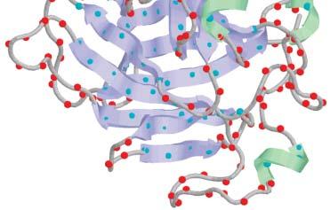 amide groups Probe protein structure and dynamics Engen, J. R.