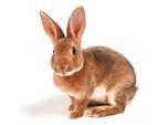 ATG was found to be less effective than horse ATG but can work, used in allergic patients and those failing prior treatment Higher early complication rate with rabbit ATG Cyclosporine Usually added