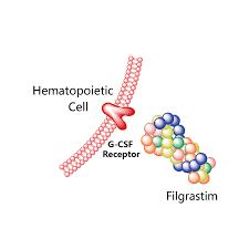 G-CSF (filgrastim) A growth factor ( fertilizer ) for white blood cells Typically ineffective by itself in AA May be added to ATG+Cyclosporine (but benefit questionable) Eltrombopag A pill developed