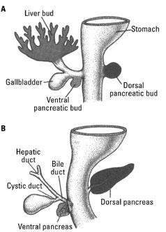 Review of Normal Pancreaticobiliary Tract Anatomy: Embryology Refresher (A) 30 days postfertilization: initiation of dorsal and ventral pancreatic buds on opposite sides of the gut