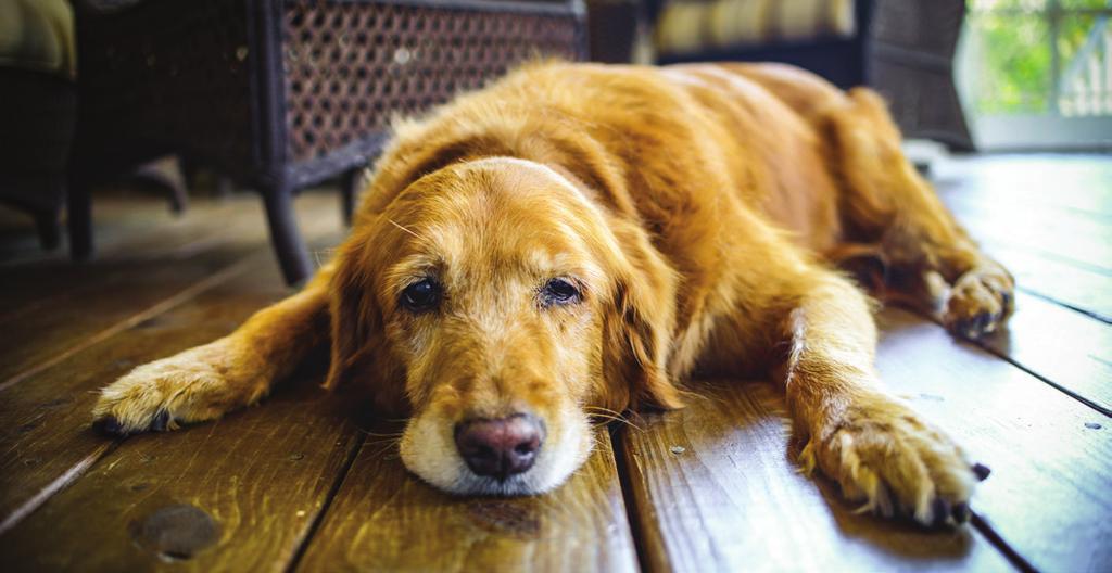 CANCER: A GUIDE FOR PET PARENTS Finding out your pet has cancer can be devastating. After the initial shock, you probably have lots of questions: What are the treatment options?