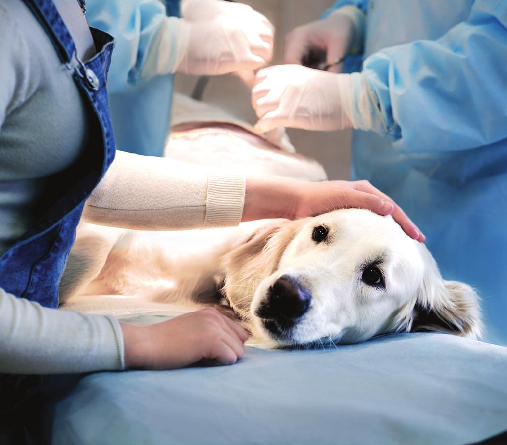 Unlike chemotherapy, which can expose your pet s whole body to toxic drugs, or surgery, which is invasive (requires cutting) and is not always possible depending on the location of the cancer,