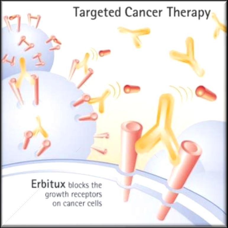 Therapeutic Antibodies in Use Therapy Biomarker Cancer Rituxan CD20 Non-Hodgkin s Herceptin Her2/Neu Breast Erbitux