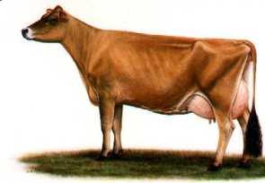 05 Jersey cows Study 2a P>0.