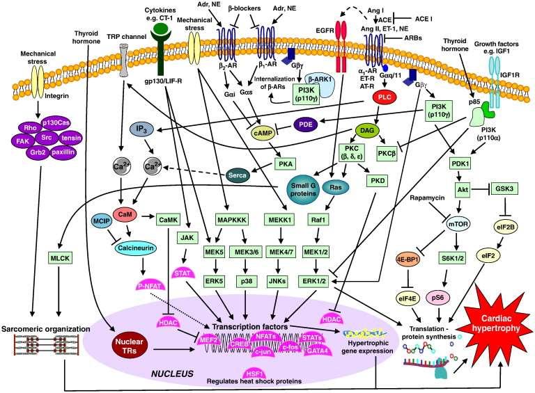 THE MAJOR SIGNALING PATHWAYS INVOLVED IN CARDIAC HYPERTROPHY