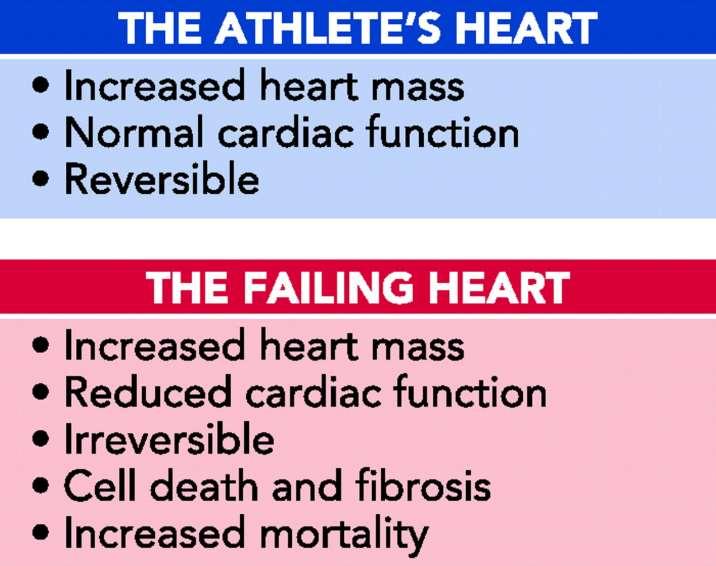 Key morphological and functional differences between the athlete's heart
