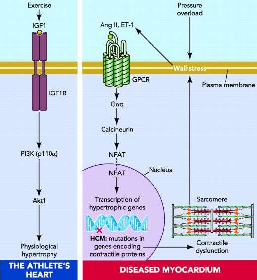 Overview of key signaling pathways involved in mediating LV hypertrophy of the athlete's heart and the diseased myocardium Ang II, angiotensin II; ET-1,