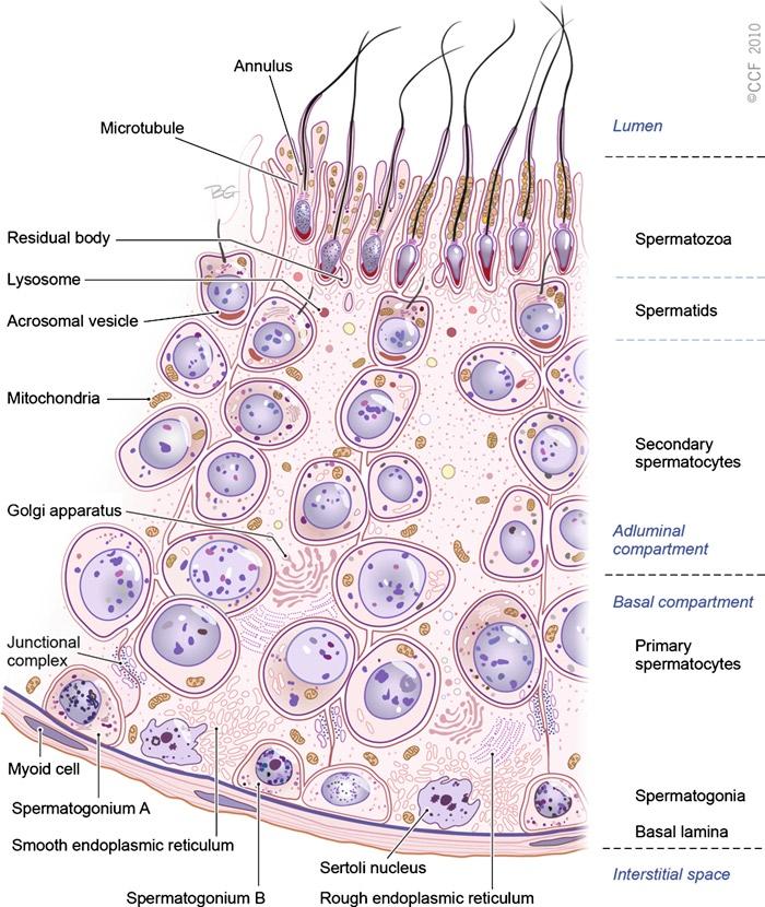 2 Spermatogenesis: An Overview 23 Fig. 2.3 Section of the germinal epithelium in the seminiferous tubule.