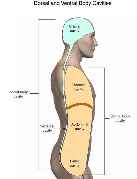 Abdominopelvic Cavity Ventral body cavity Thoracic Abdominopelvic Abdominopelvic