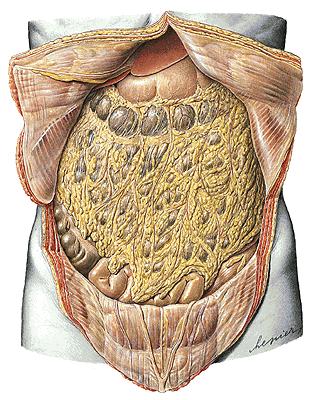 2. Omentum double layered structure of visceral peritoneal, extending from the stomach to neighbouring organs.