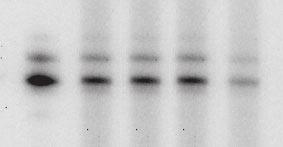 (B) Blots were probed with anti-ha and anti-ca. (C) Data for incorporation of trna 3 Lys probes specific for trna 3 Lys and viral RNA.